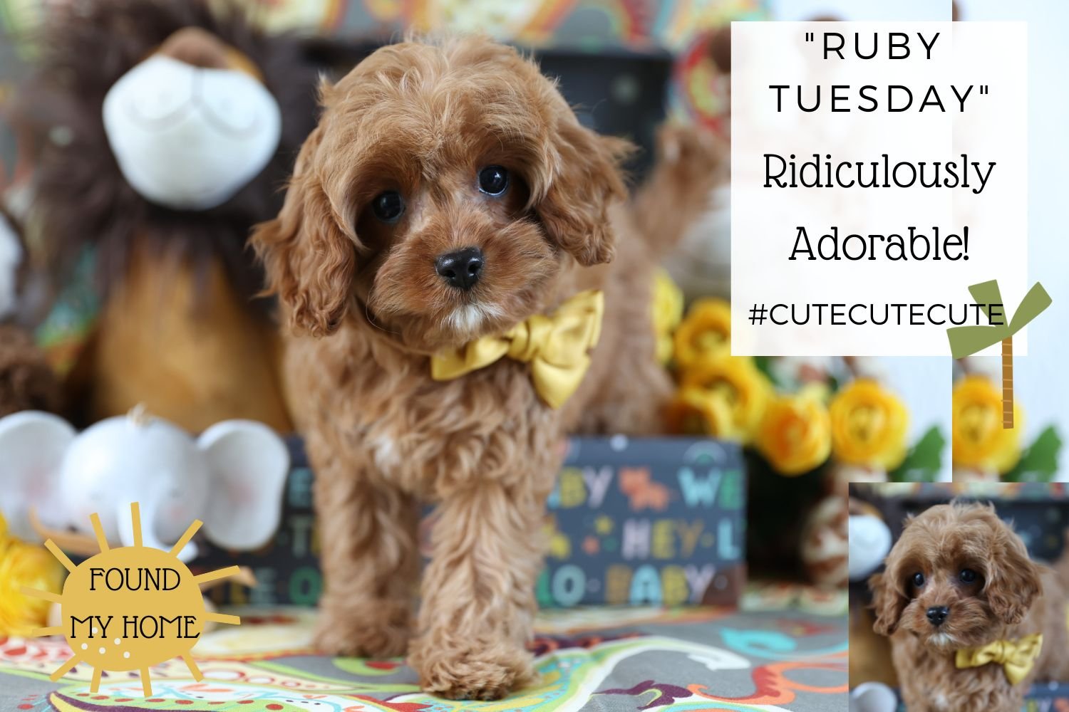 Foxglove hotsell cavachon puppies